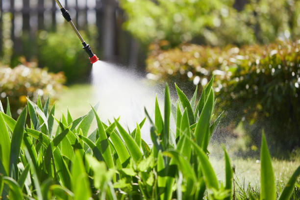 24/7 Emergency Termite Control experts in Star, ID